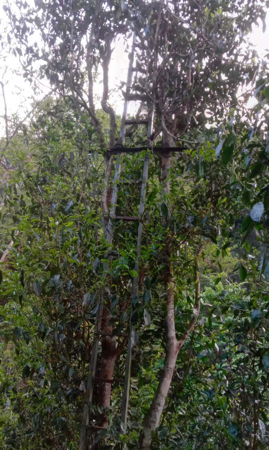 易武天门山_欧南茶厂 口碑相传